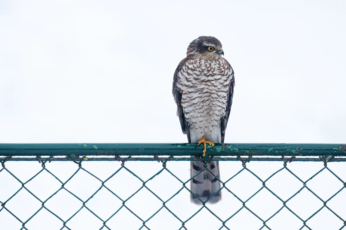 Sperber im Garten - Vögel in Europa