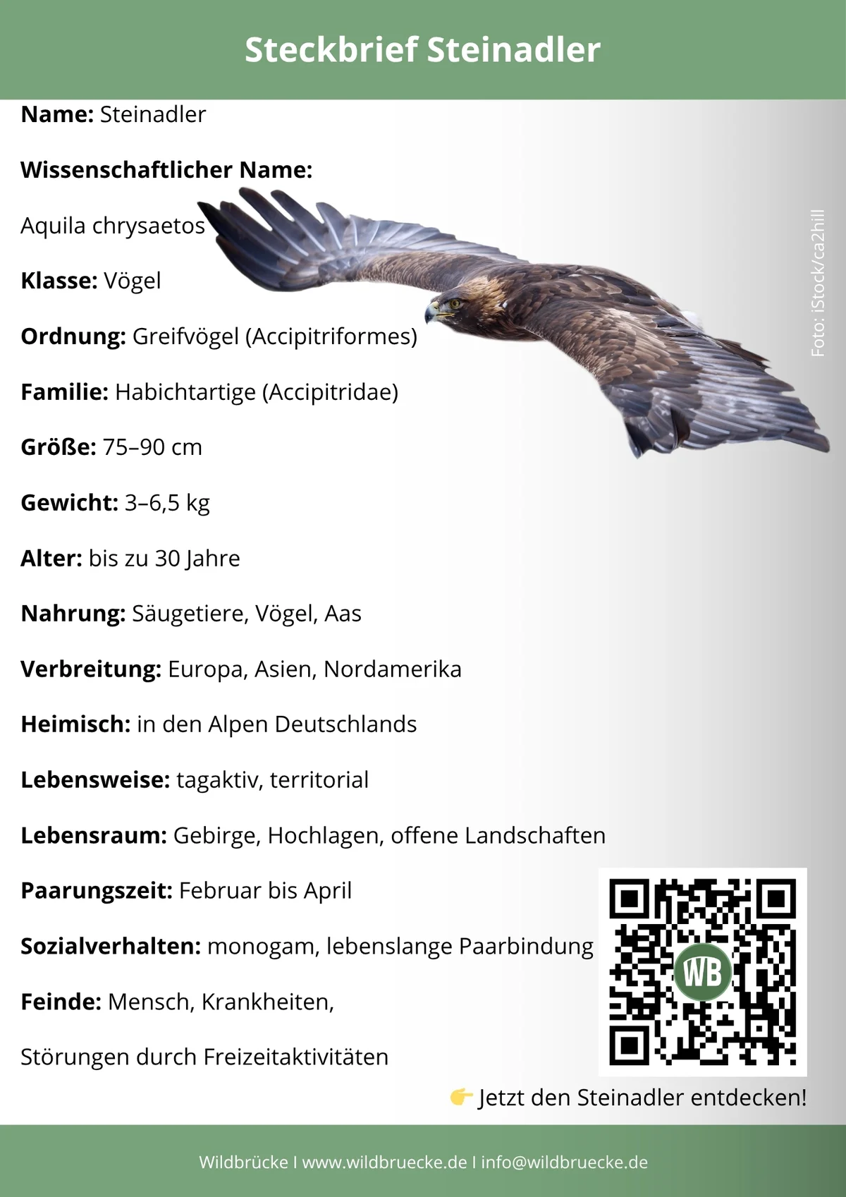 Steinadler Steckbrief- Vögel in Europa
