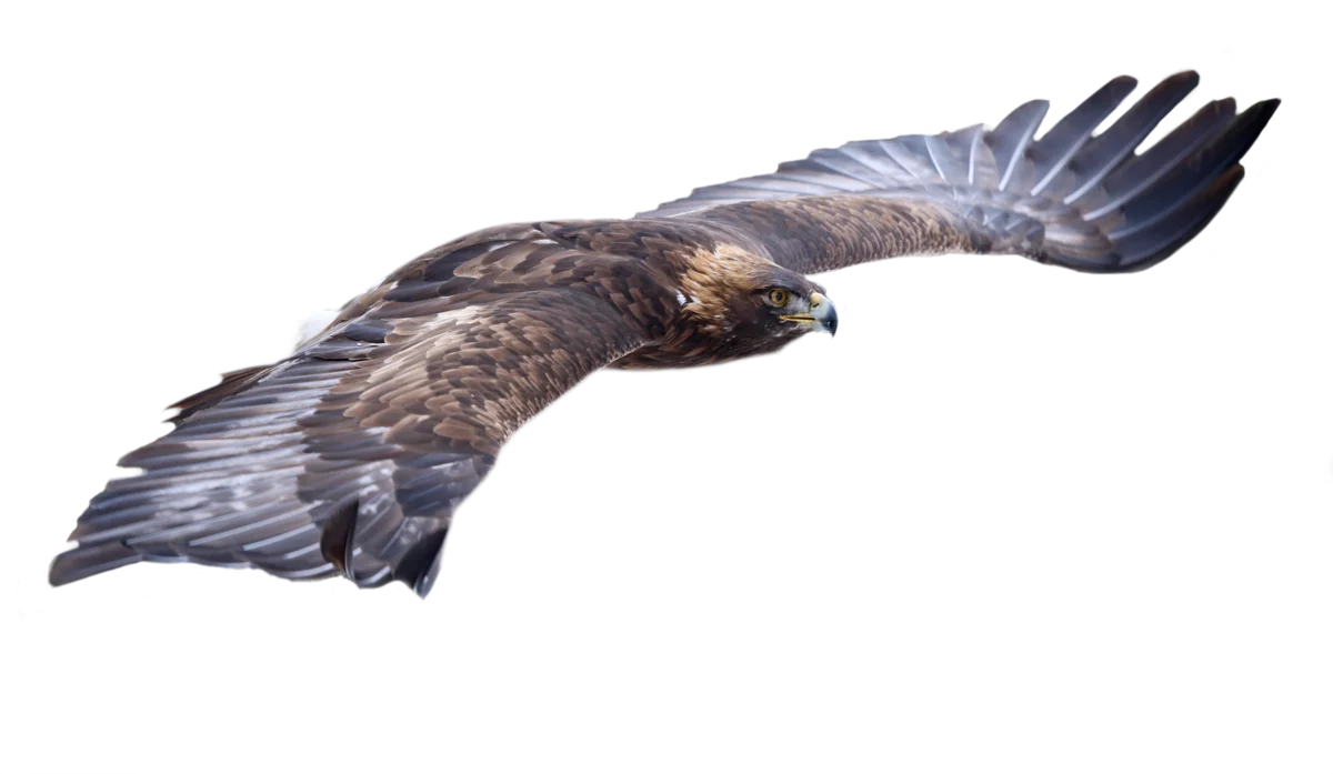 Steinadler - Vögel in Europa