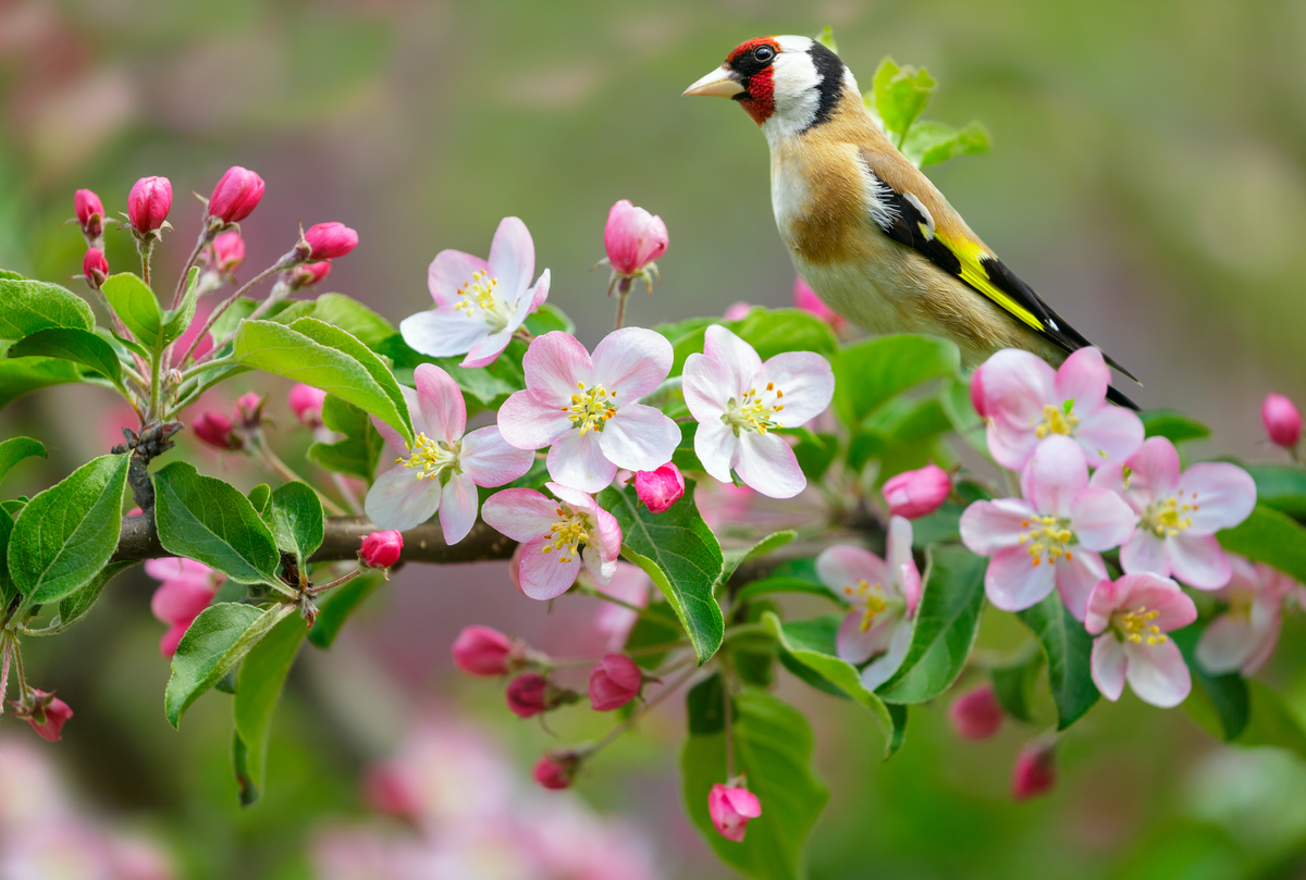 Stieglitz im Garten - Vögel in Europa