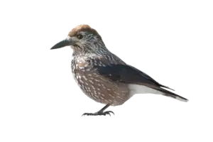 Tannenhäher Flugbild - Vögel in Europa