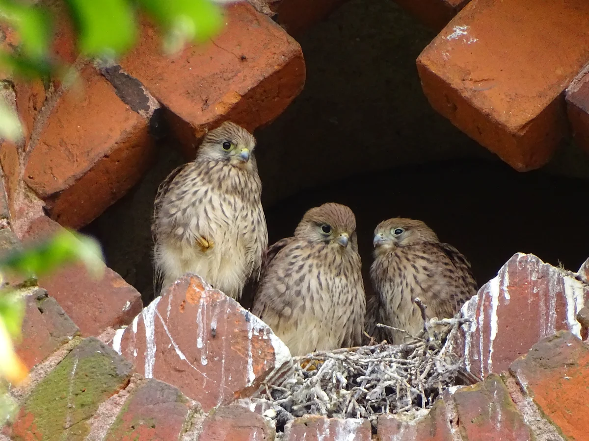Turmfalke Brutzeit - Vögel in Europa