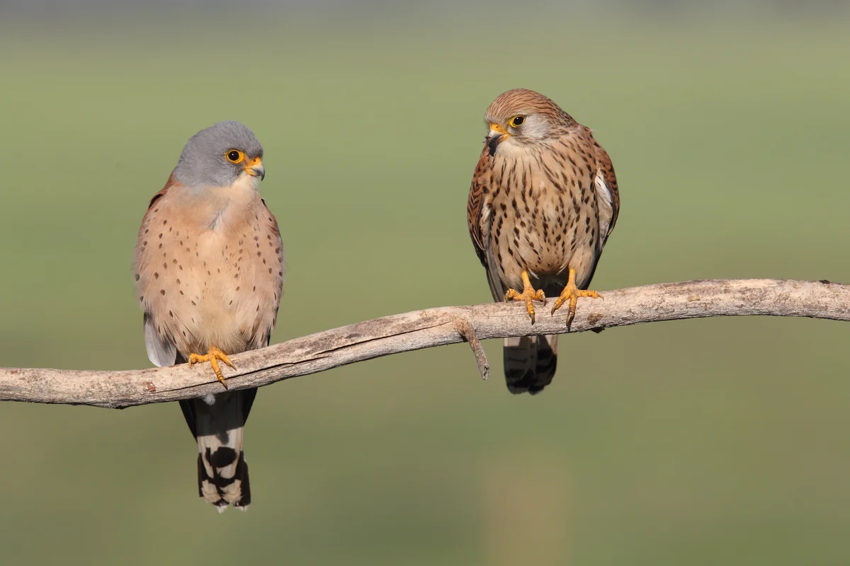 Turmfalke Männchen Weibchen - Vögel in Europa