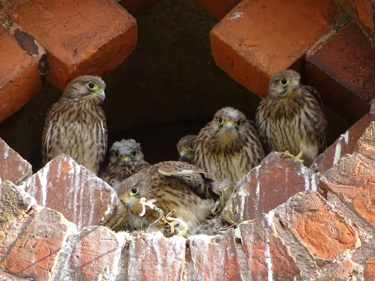 Turmfalke Nest - Vögel in Europa