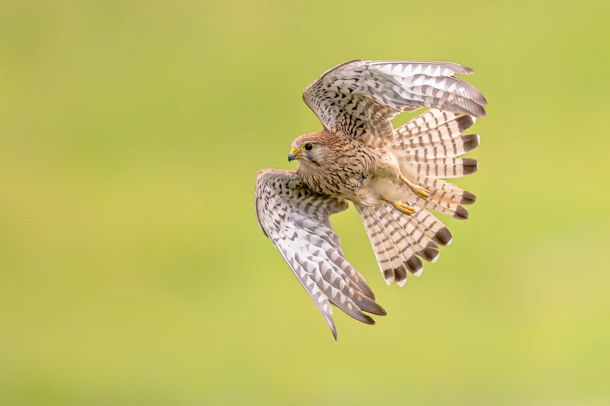 Turmfalke Ruf - Vögel in Europa