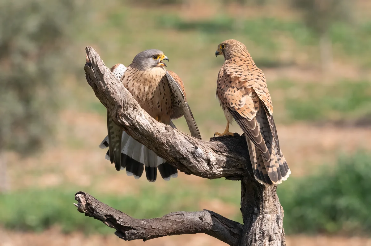 Turmfalke Vogelstimmen - Vögel in Europa