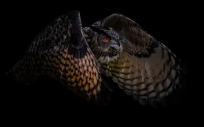 Warum das Uhu Geräusch für unsere Wälder so typisch ist