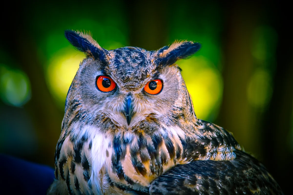 Uhu Ruf - Vögel in Europa