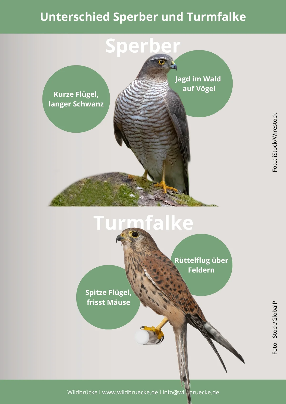 Wachtel Steckbrief - Vögel in Europa