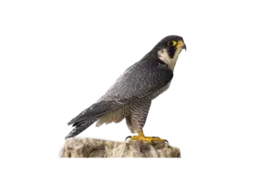 Wanderfalke - Vögel in Europa