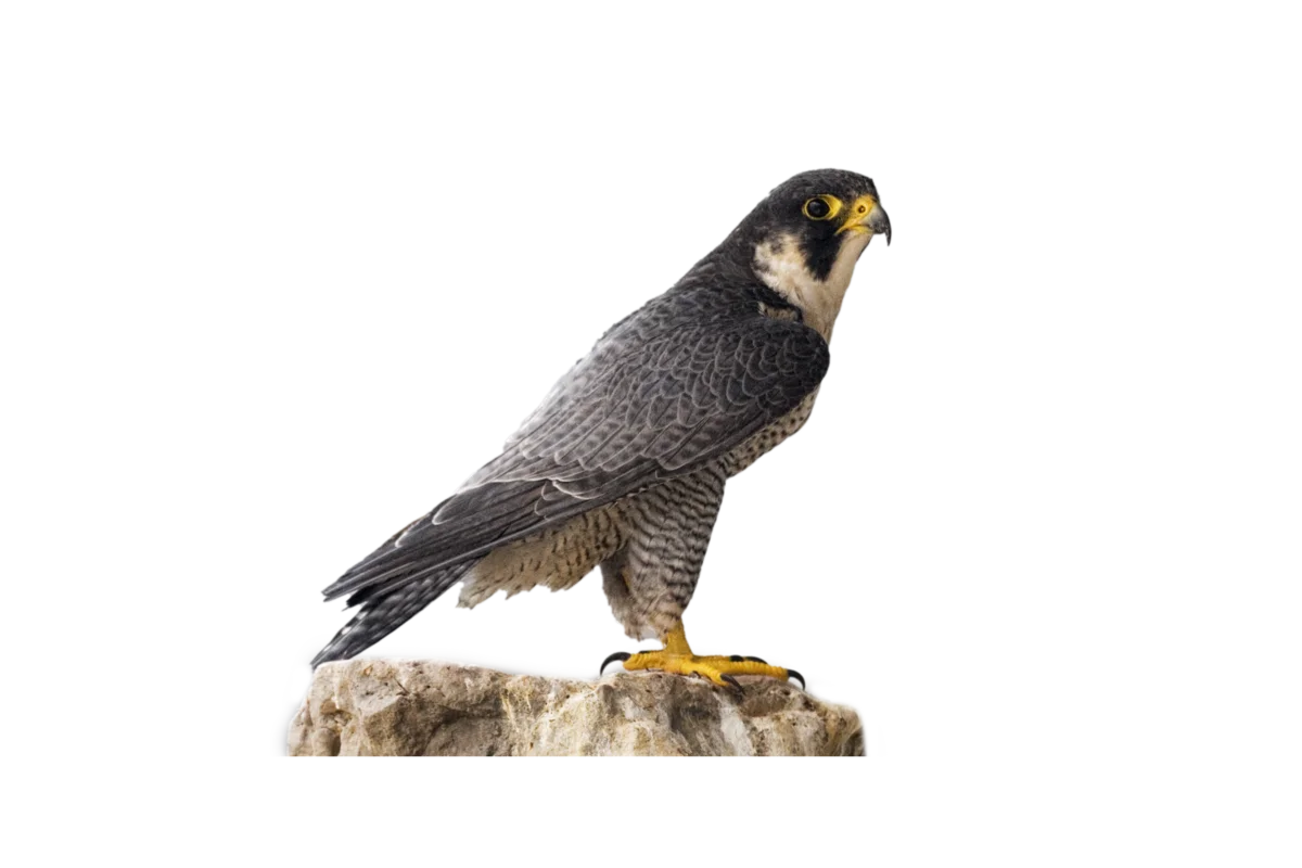 Wanderfalke - Vögel in Europa