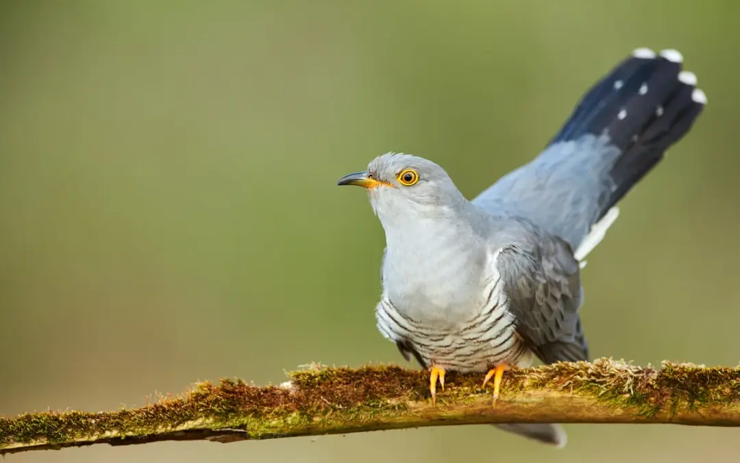 Wie sieht der Kuckuck aus: Merkmale des geheimnisvollen Frühlingsboten