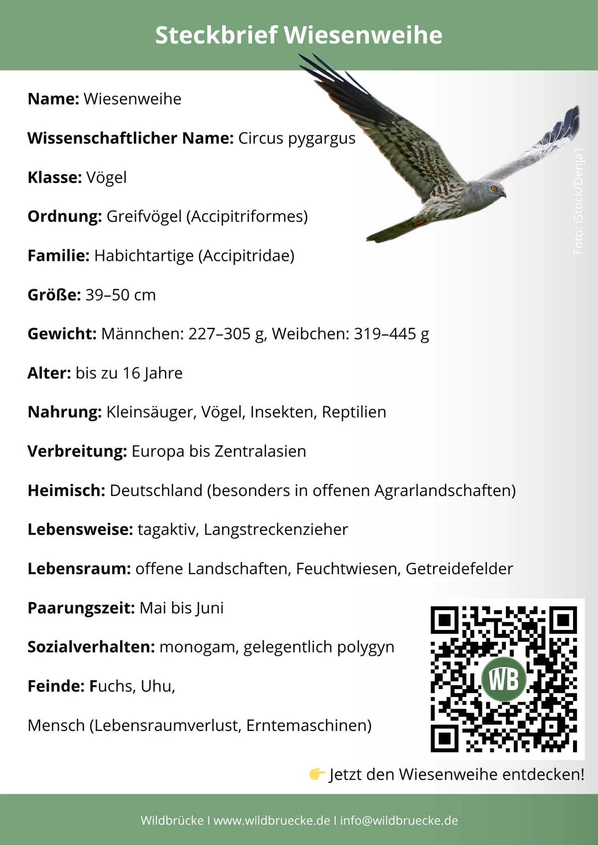 Wiesenweihe Steckbrief - Vögel in Europa