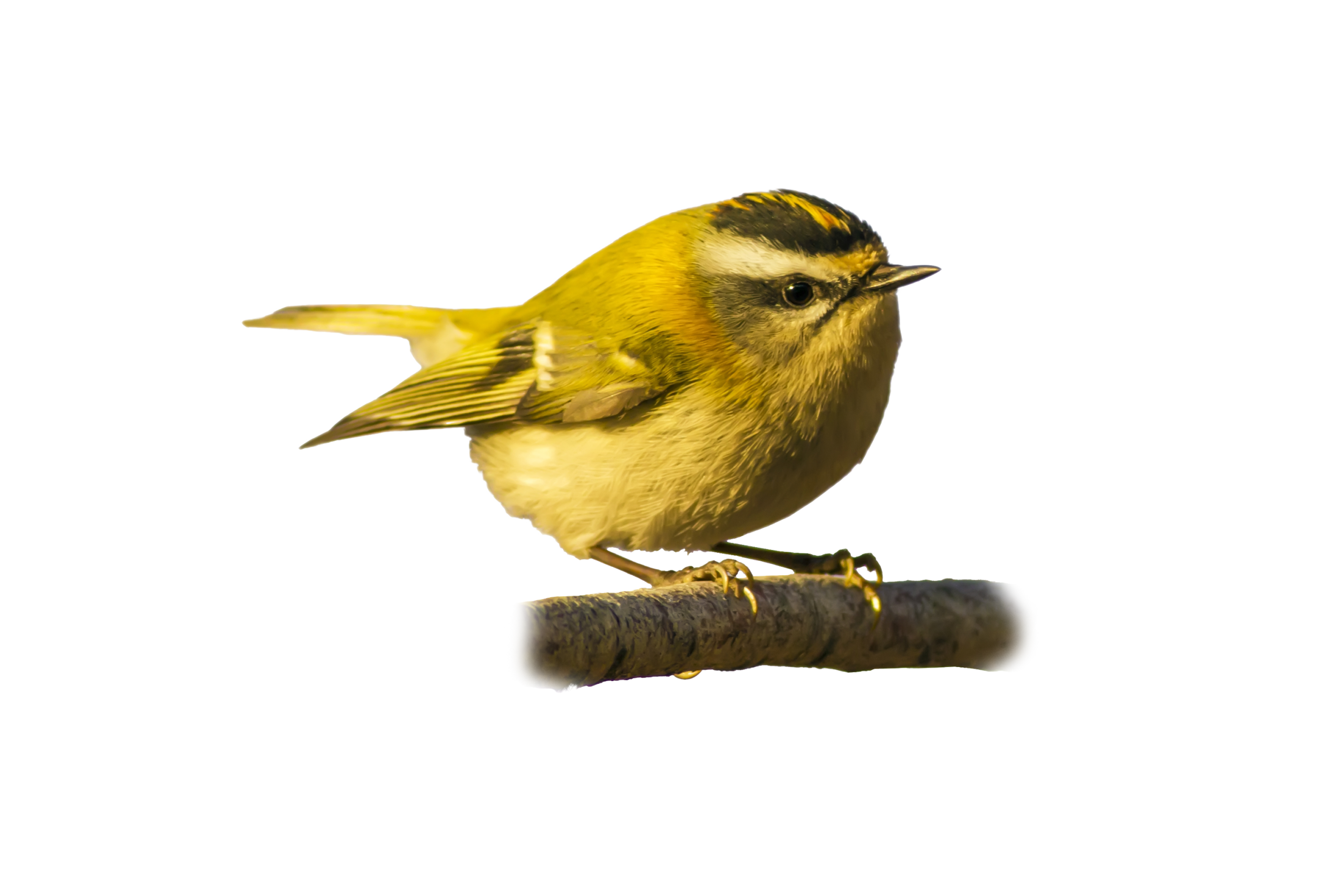 Wintergoldhähnchen - Vögel in Europa