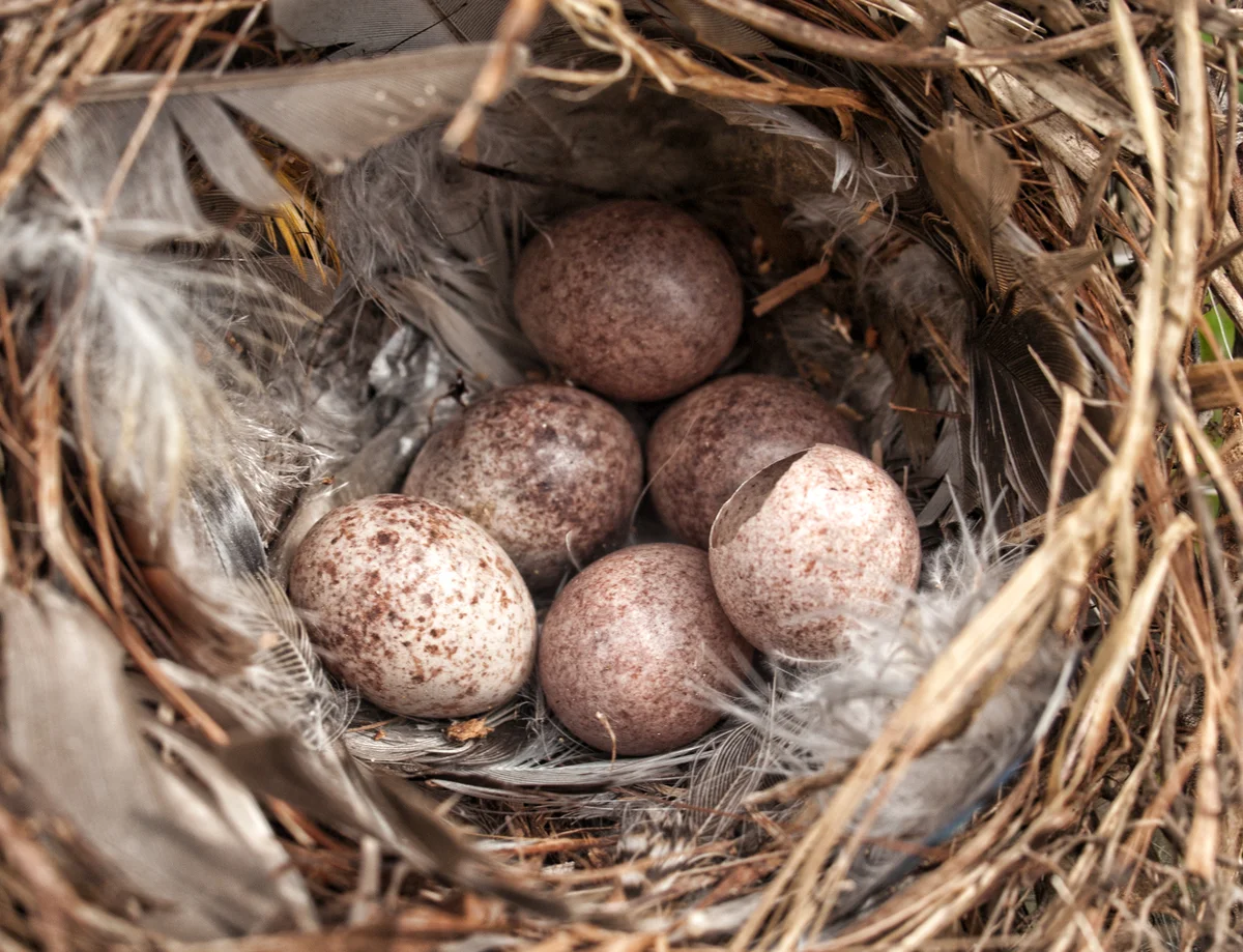 Zaunkönig Eier - Vögel in Europa