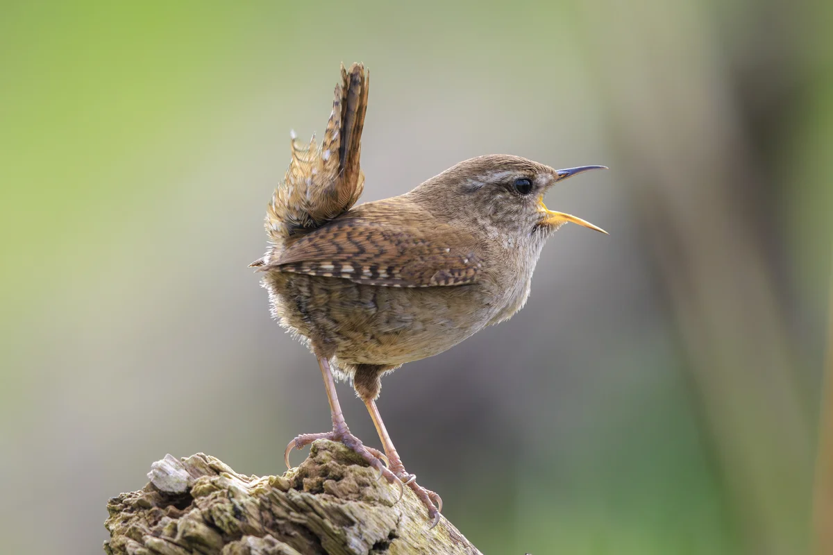 Zaunkönig Gesang - Vögel in Europa