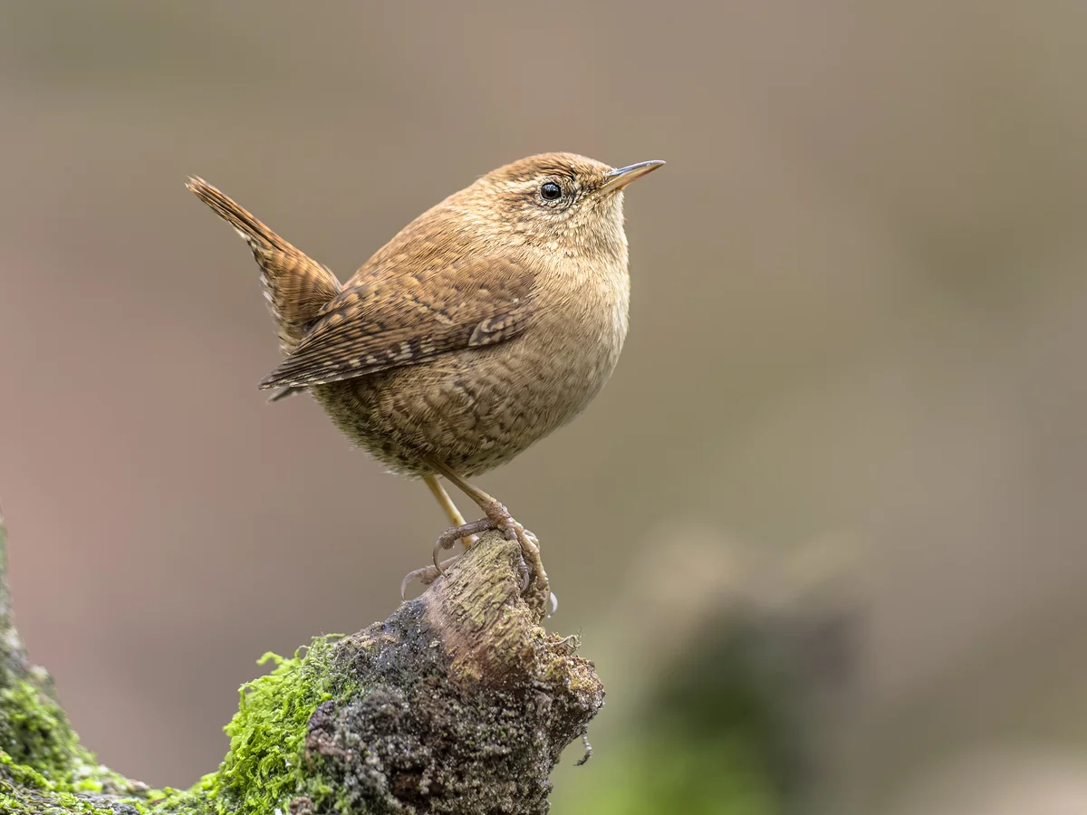 Zaunkönig Größe - Vögel in Europa