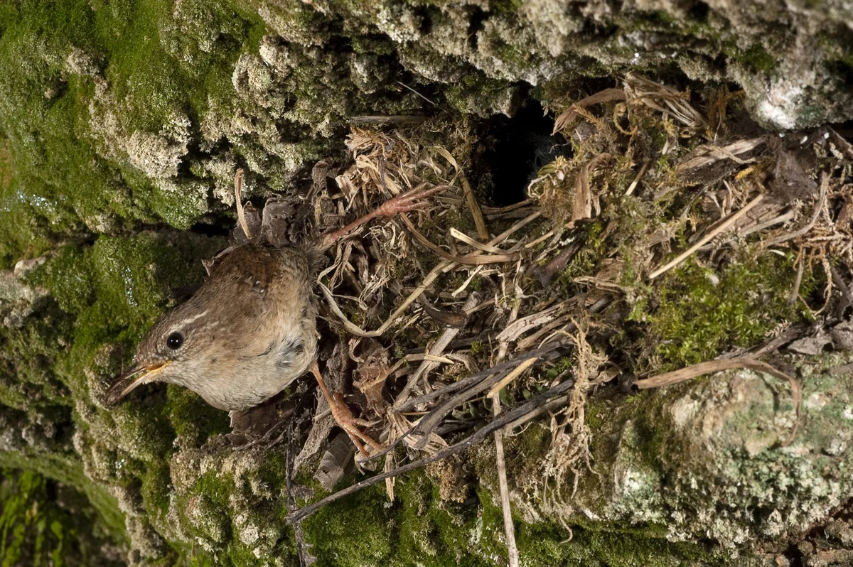 Zaunkönig Nestbau - Vögel in Europa