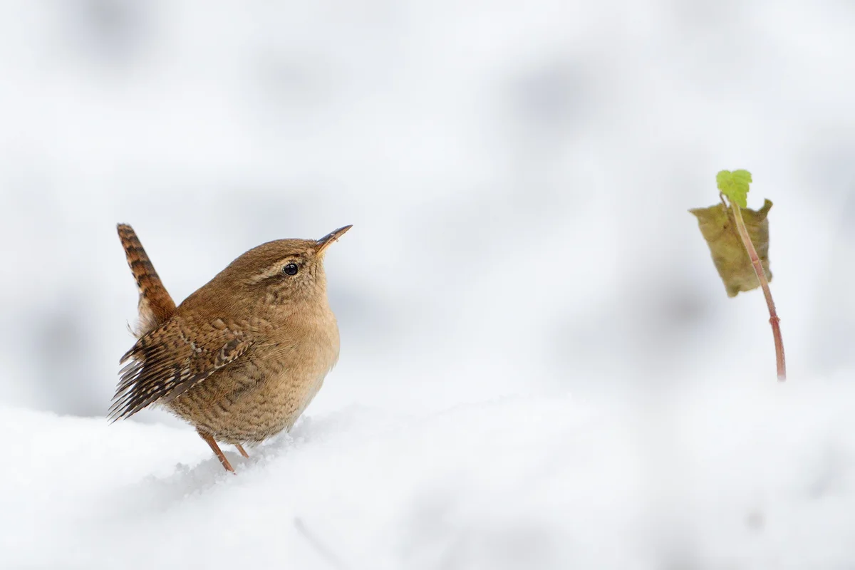 Zaunkönig im Winter im Schnee - Vögel in Europa