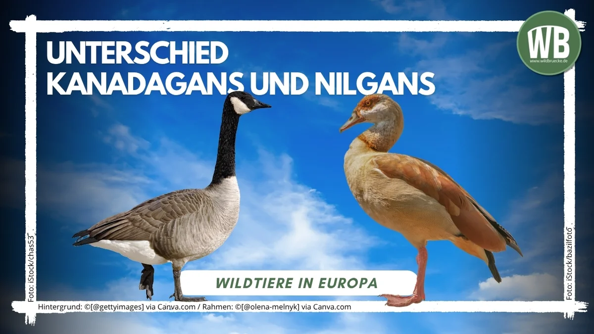 Unterschied Kanadagans und Nilgans - Vögel in Europa
