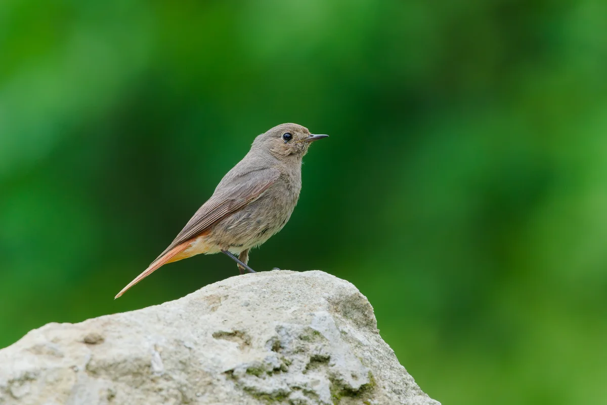 Das Hausrotschwanz Weibchen - Vögel in Europa