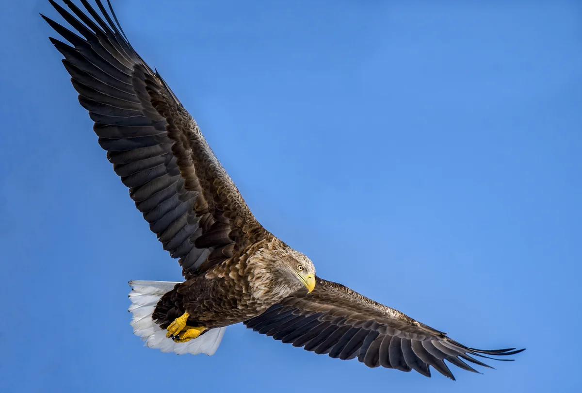 Das Seeadler Flugbild - Vögel in Europa
