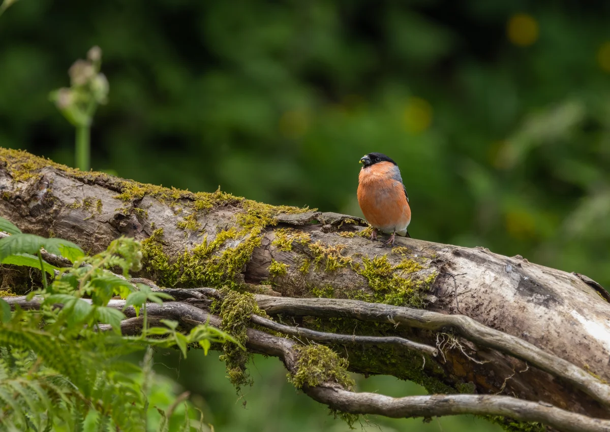 Der Gimpel Jungvogel - Vögel in Europa