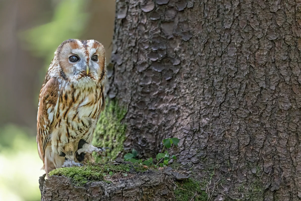 Der Waldkauz Gesang - Vögel in Europa