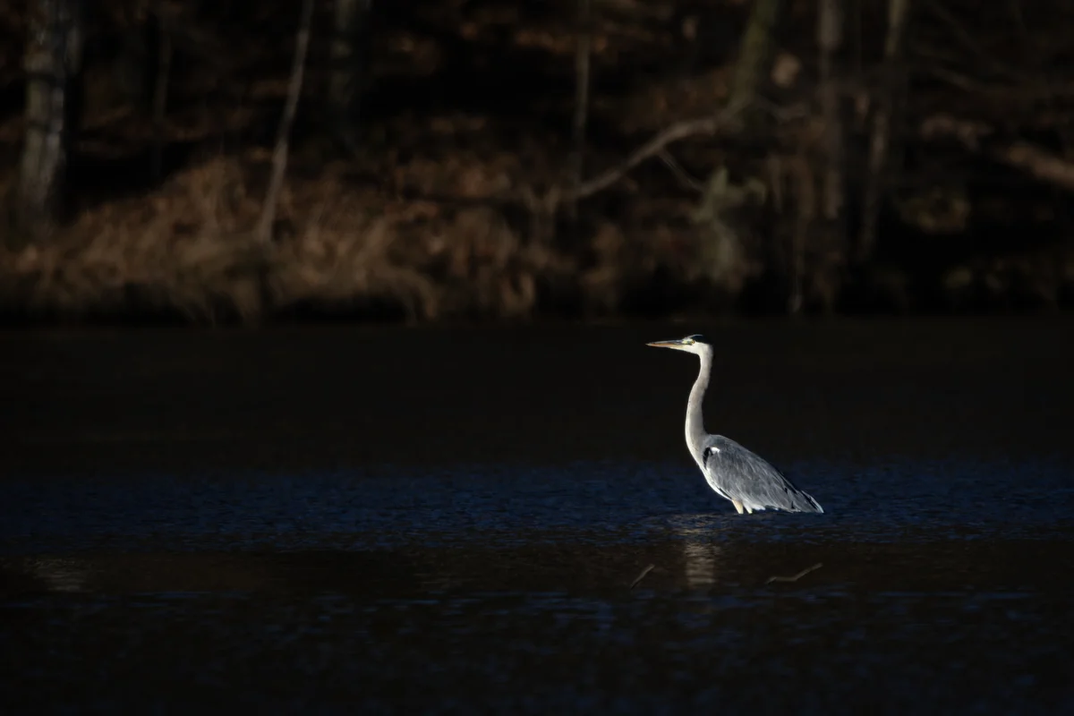 Die Graureiher Besonderheiten – Vögel in Europa