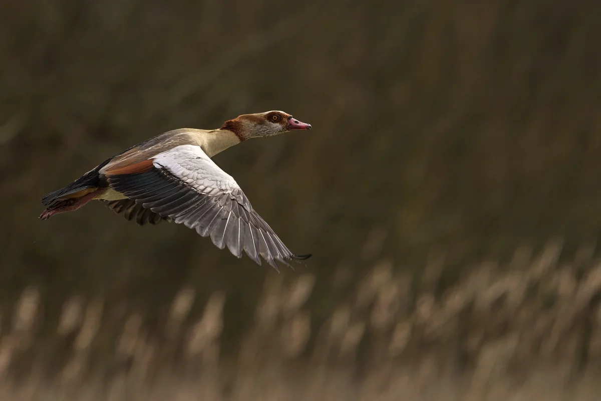 Die Nilgans in Deutschland - Vögel in Europa