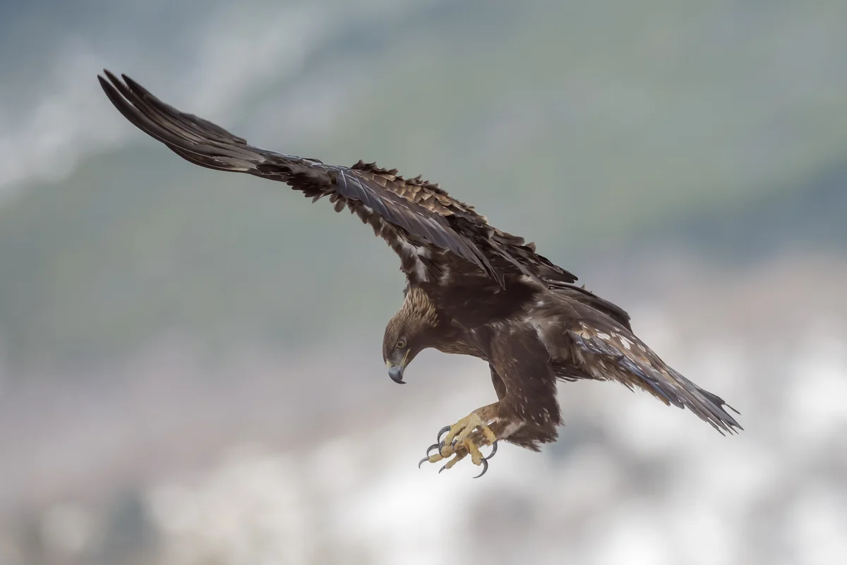 Die Steinadler Geschwindigkeit – Vögel in Europa