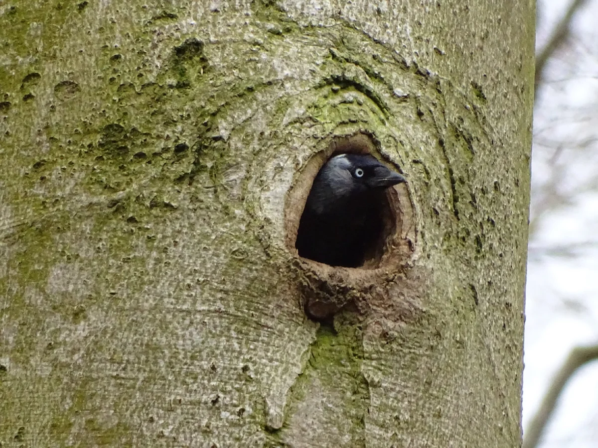 Dohle im Nest - Vögel in Europa