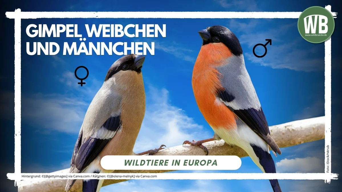 Gimpel Weibchen und Männchen - Vögel in Europa
