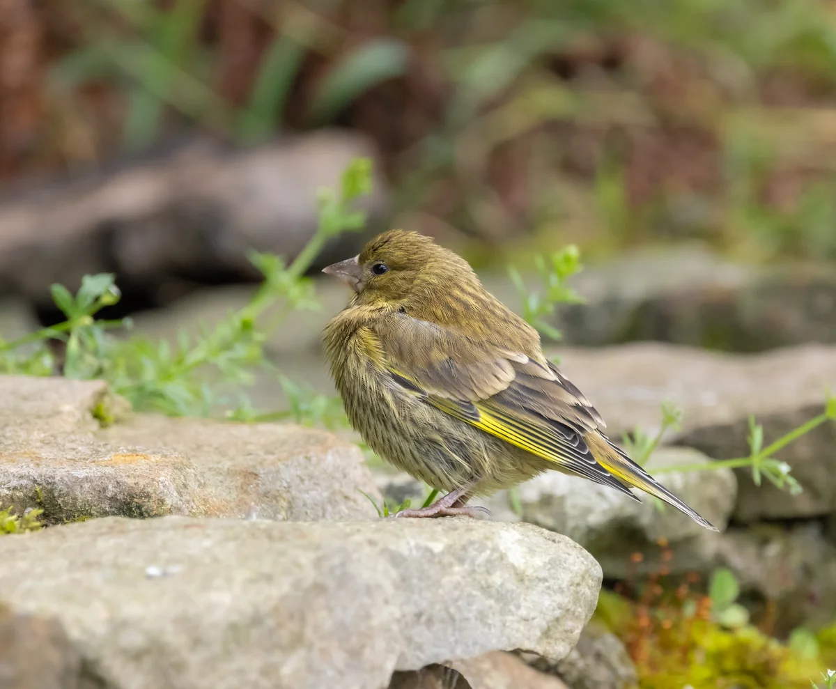 Grünfink Jungvogel - Vögel in Europa