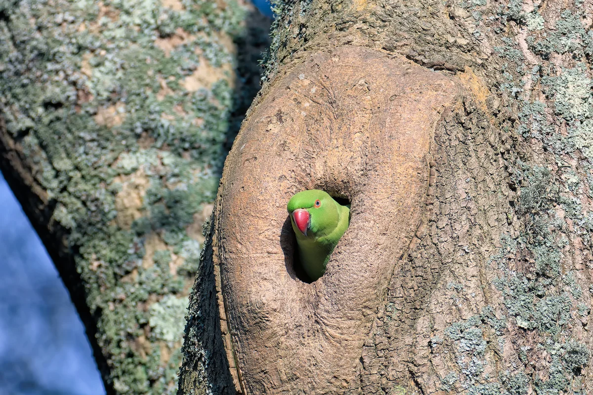 Halsbandsittiche in Düsseldorf - Vögel in Europa