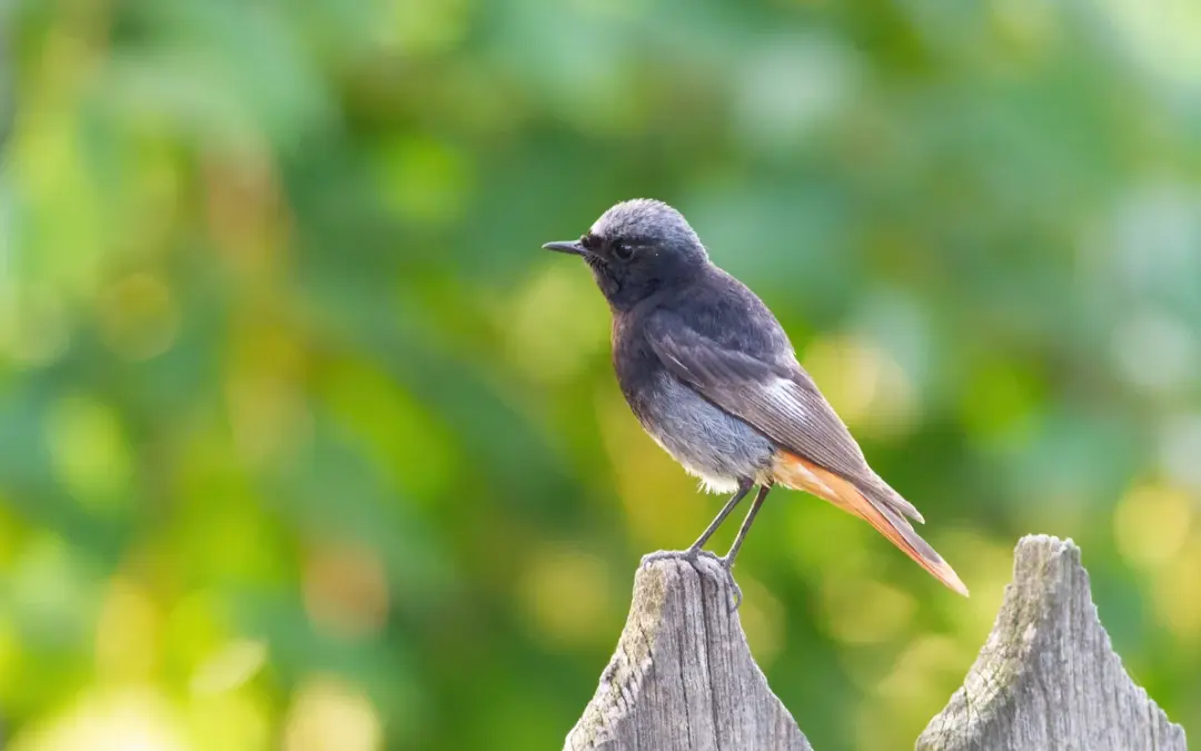 Hausrotschwanz Gesang