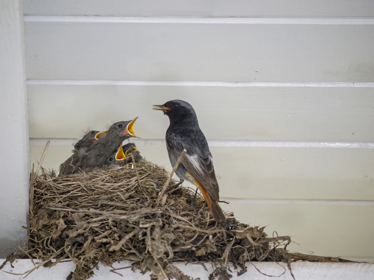 Hausrotschwanz Nestbau - Vögel in Europa