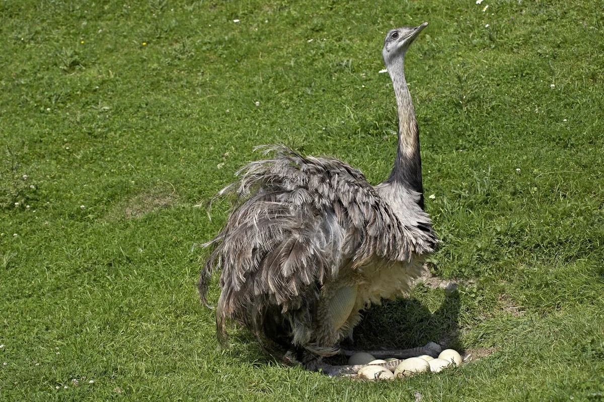 Ist ein Nandu gefährlich - Vögel in Europa