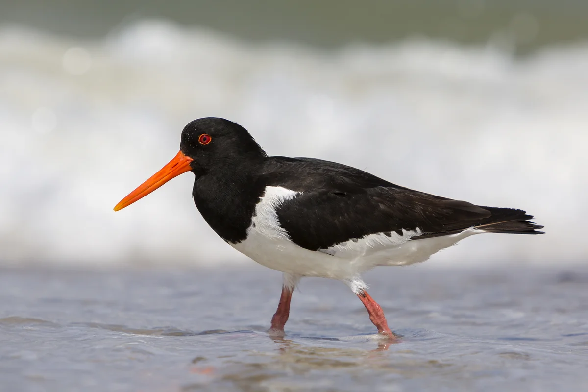 Kiebitz ähnlicher Vogel - Austernfischer