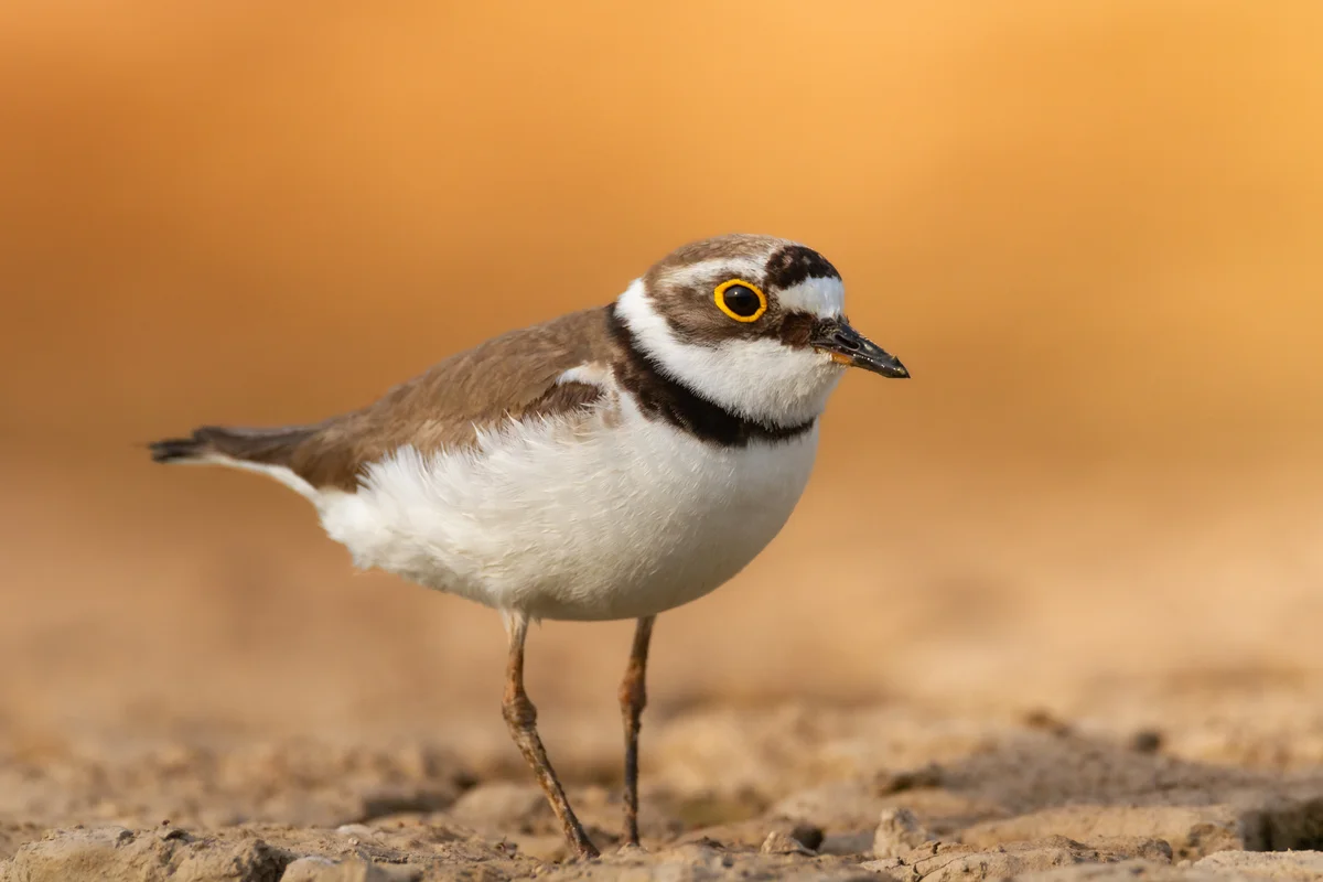 Kiebitz ähnlicher Vogel -Flussregenpfeifer