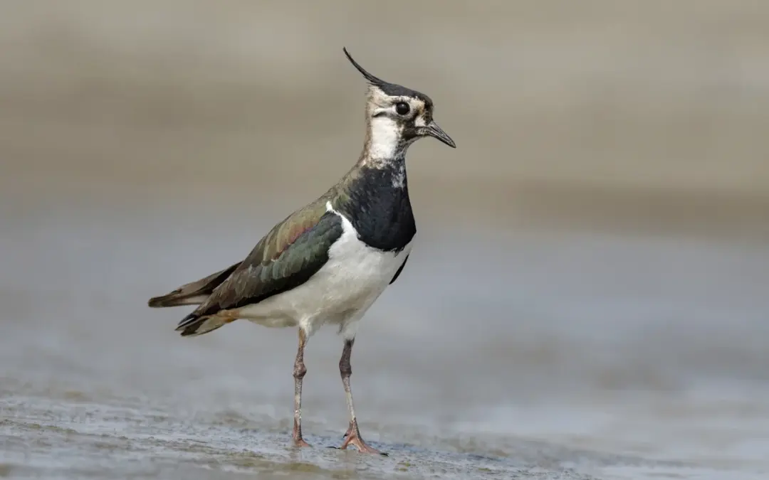Kiebitz ähnlicher Vogel