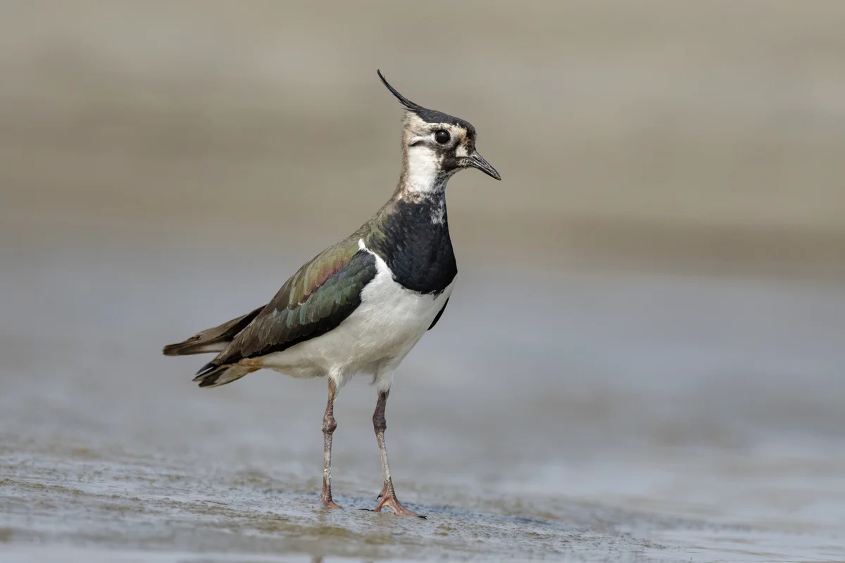 Kiebitz ähnlicher Vogel - Vögel in Europa