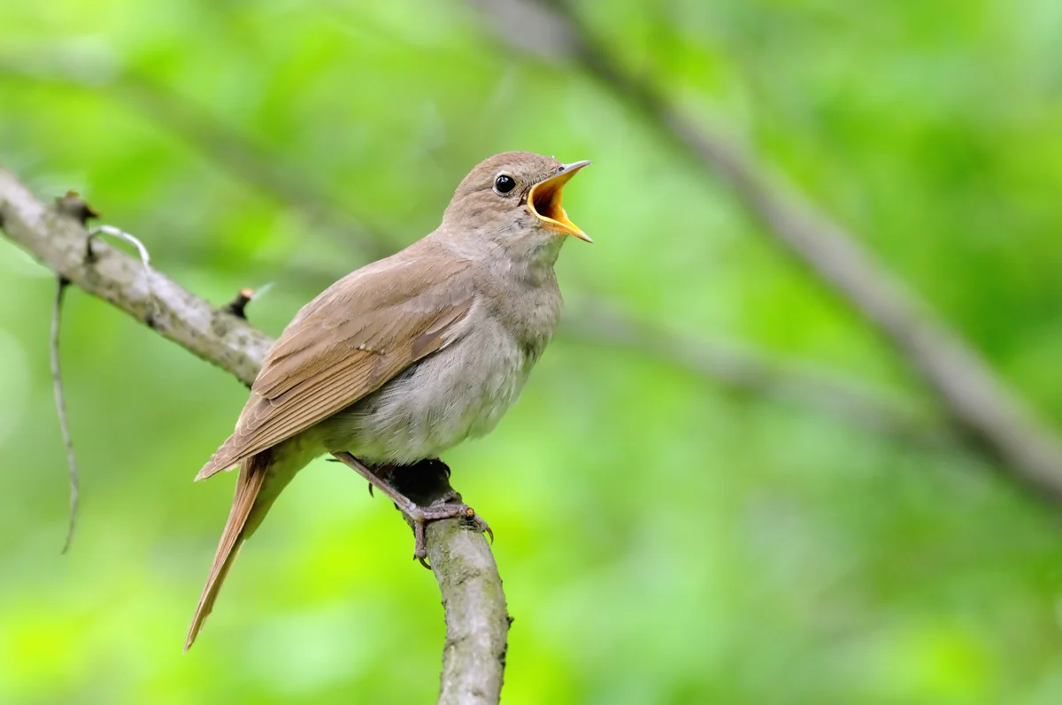 Nachtigall Gesang - Vögel in Europa
