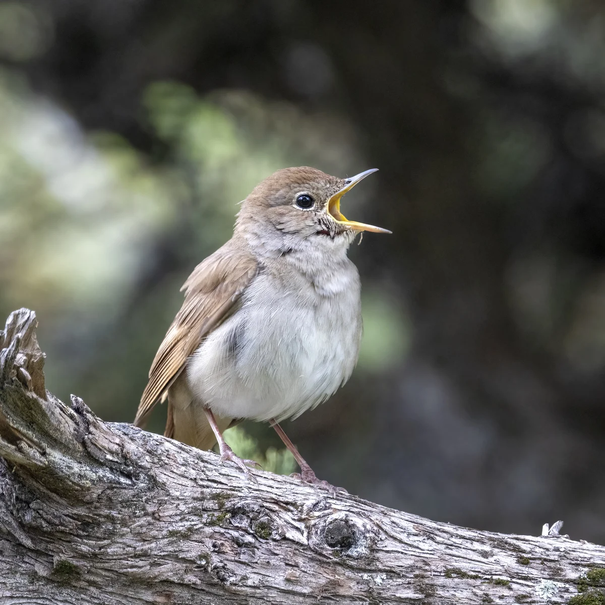Nachtigall Gesang nachts - Vögel in Europa