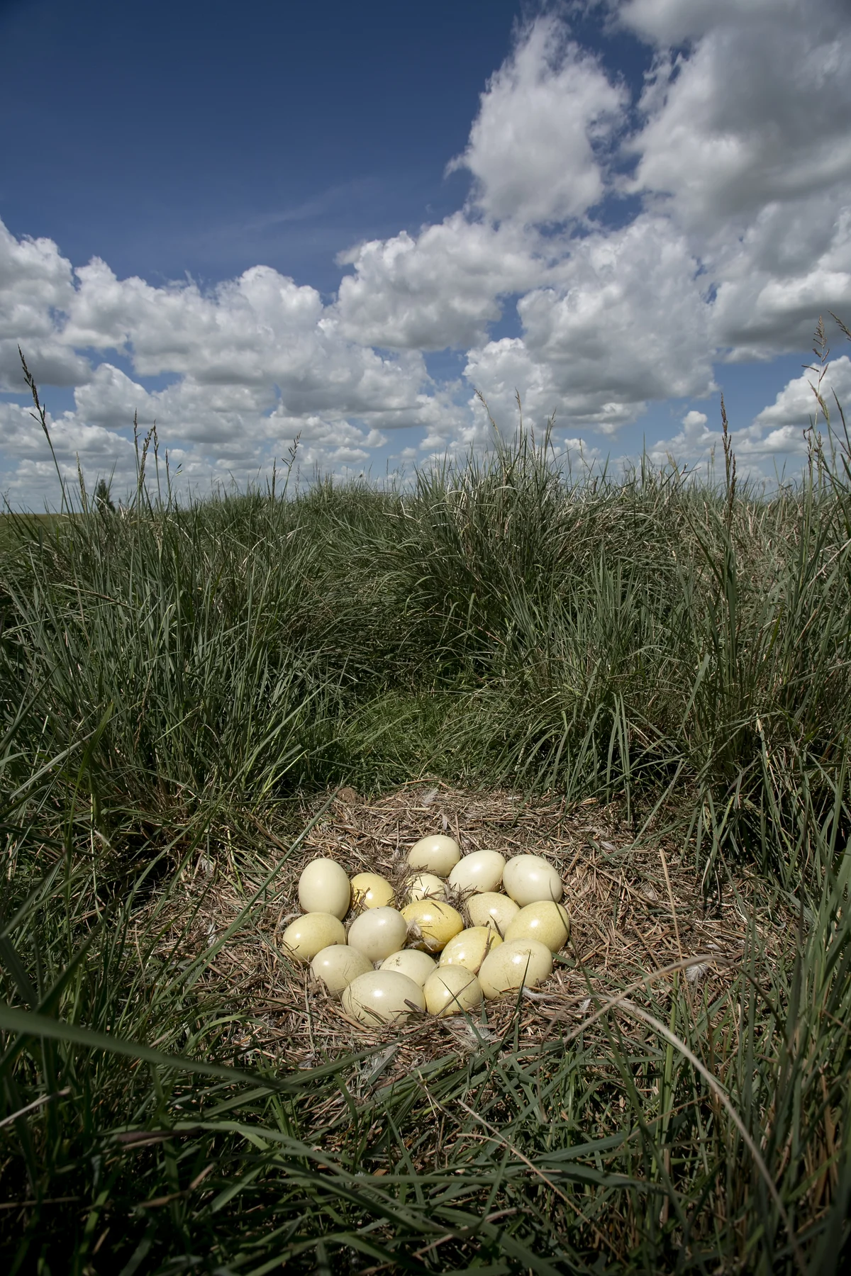 Nandu Eier im Nest - Vögel in Europa