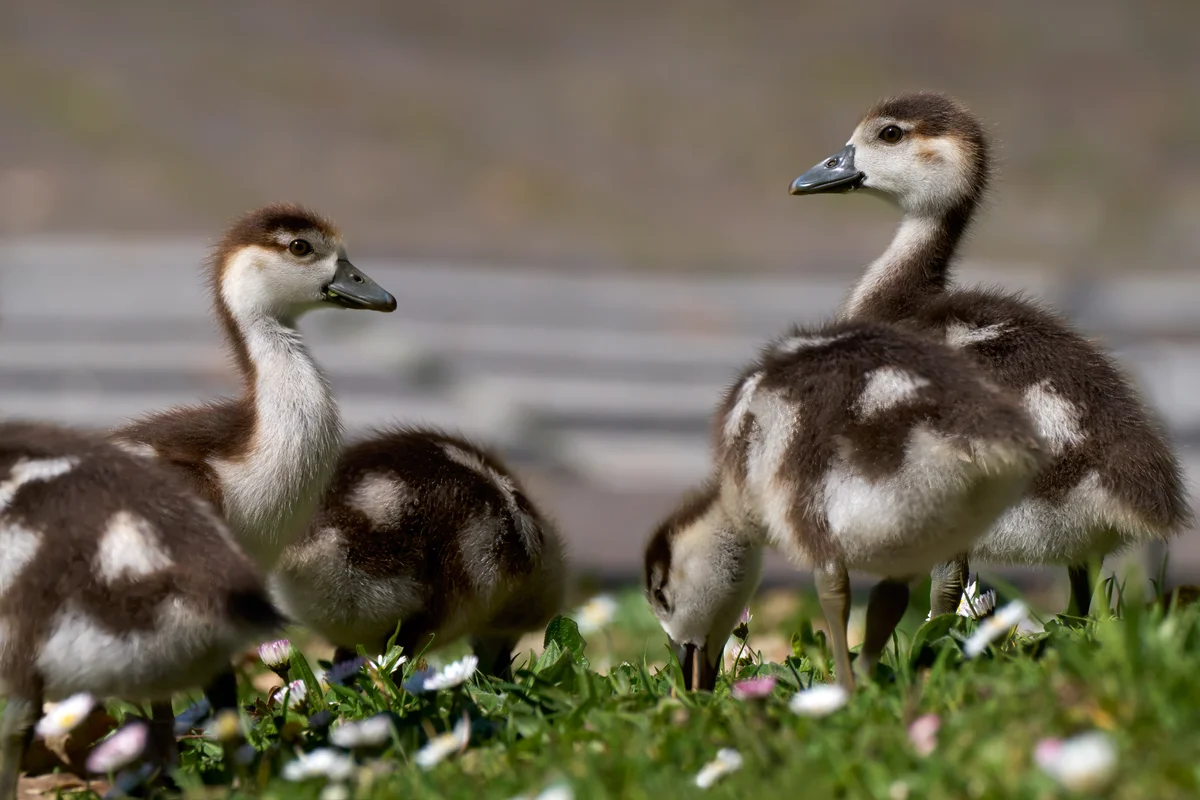 Nilgans Küken - Vögel in Europa