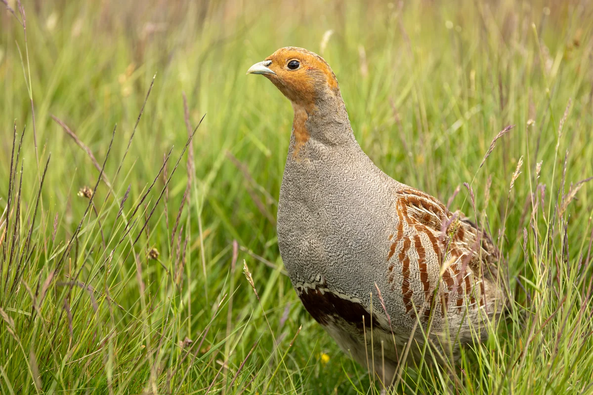Rebhuhn Männchen - Vögel in Europa
