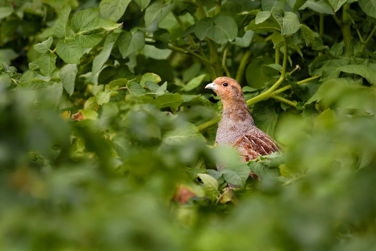 Rebhuhn Ruf - Vögel in Europa