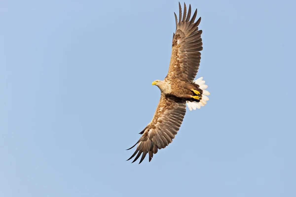 Seeadler Flugbild - Vögel in Europa