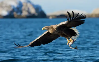 Seeadler Größe